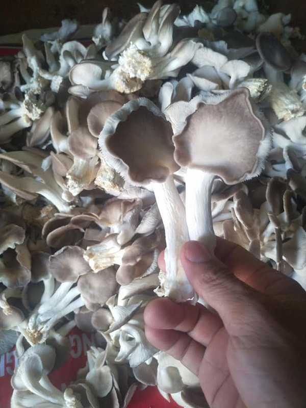 Thay giao co thu nhap them ca tram trieu dong/nam-Hinh-3