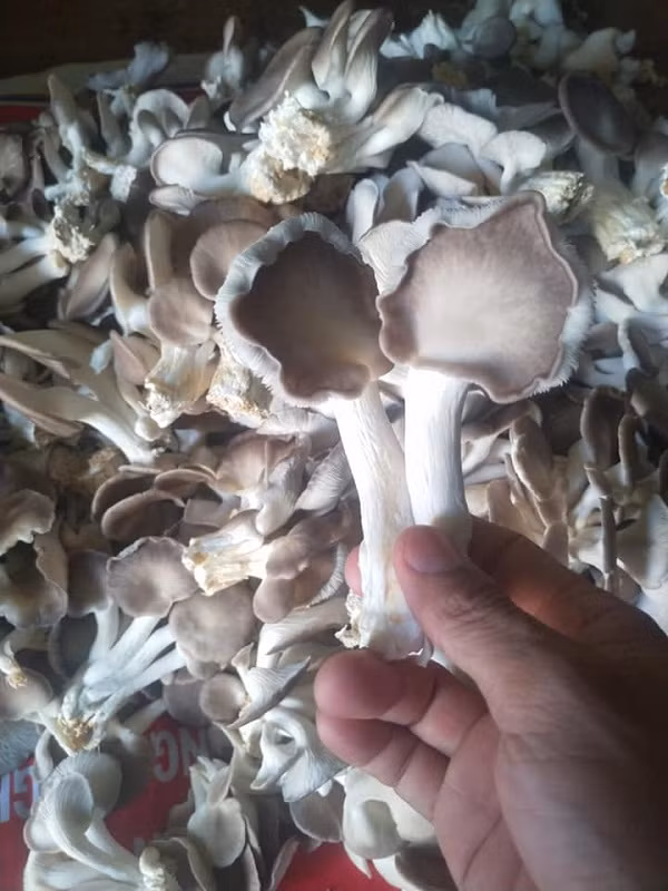 Thay giao co thu nhap them ca tram trieu dong/nam-Hinh-3