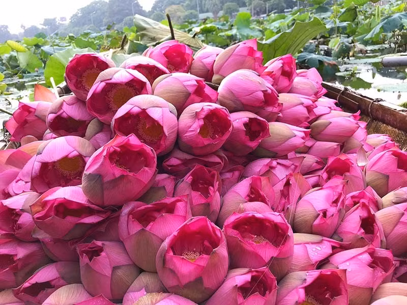 Dac san Ha thanh nam chi co mot mua, mua tram bong cat tu dung dan-Hinh-2