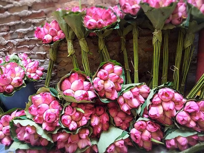 Dac san Ha thanh nam chi co mot mua, mua tram bong cat tu dung dan-Hinh-3