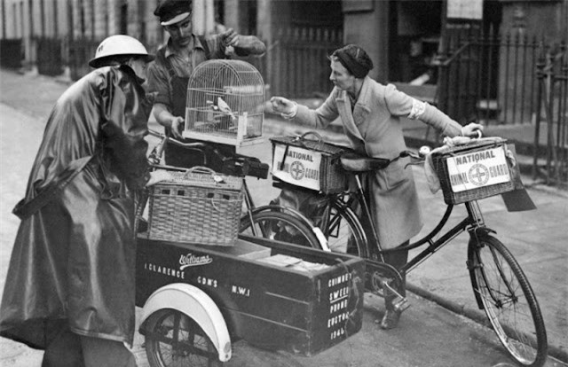 Vụ tàn sát thú cưng kinh hoàng nhất lịch sử nhân loại ảnh 12