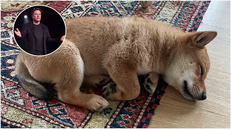 Chỉ khoe ảnh chó, Elon Musk cũng khiến một đồng tiền ảo tăng gần 1000% Chi khoe anh cho, Elon Musk cung khien mot dong tien ao tang gan 1000%