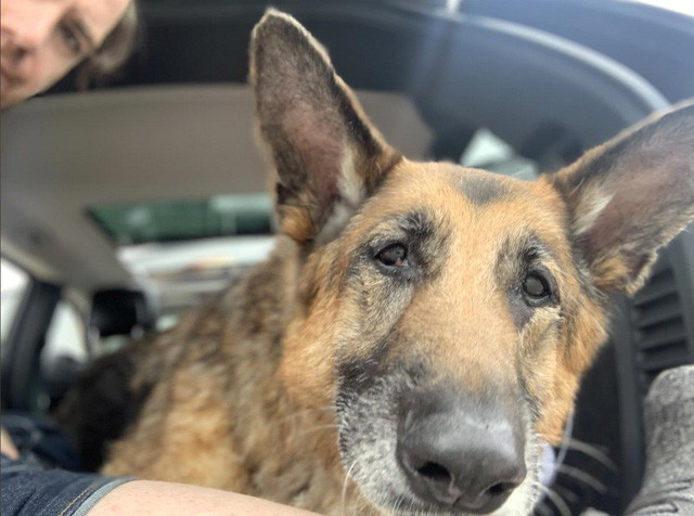 Cộng đồng thương tiếc sự ra đi của River, chú chó linh vật của Fallout 4 - Hình 3 Cong dong thuong tiec su ra di cua River, chu cho linh vat cua Fallout 4-Hinh-3