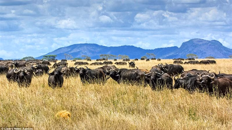 Nó sợ hãi đến mức phải núp xuống bụi cỏ.