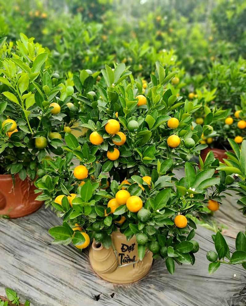 Ba ngay ngoi truc facebook, chi gai ban sach vuon quat 400 cay