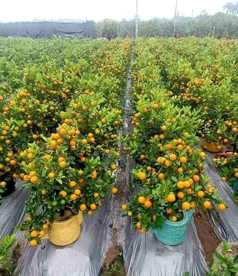 Ba ngay ngoi truc facebook, chi gai ban sach vuon quat 400 cay-Hinh-3