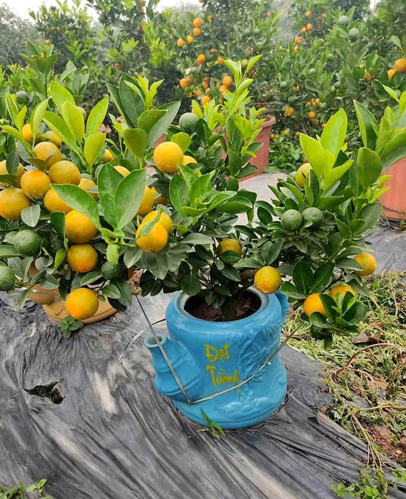 Ba ngay ngoi truc facebook, chi gai ban sach vuon quat 400 cay-Hinh-2