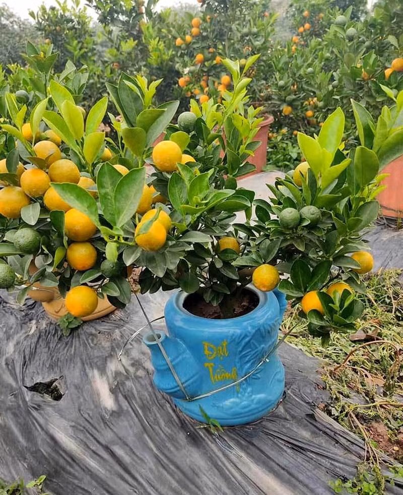 Ba ngay ngoi truc facebook, chi gai ban sach vuon quat 400 cay-Hinh-2