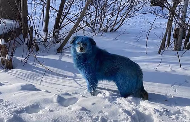 Bi an ve dan cho co bo long chuyen sang mau hong xanh