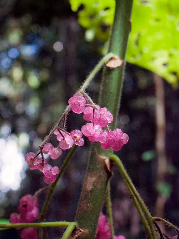Loai cay o Australia co doc gay dau don hang nam troi-Hinh-6