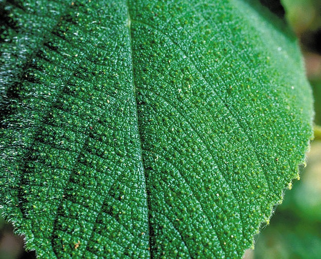 Loai cay o Australia co doc gay dau don hang nam troi-Hinh-3