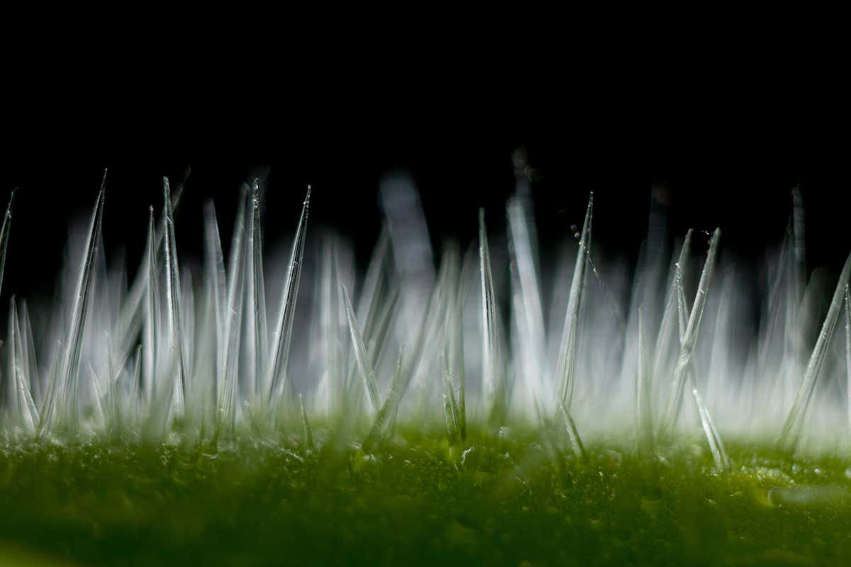 Loai cay o Australia co doc gay dau don hang nam troi