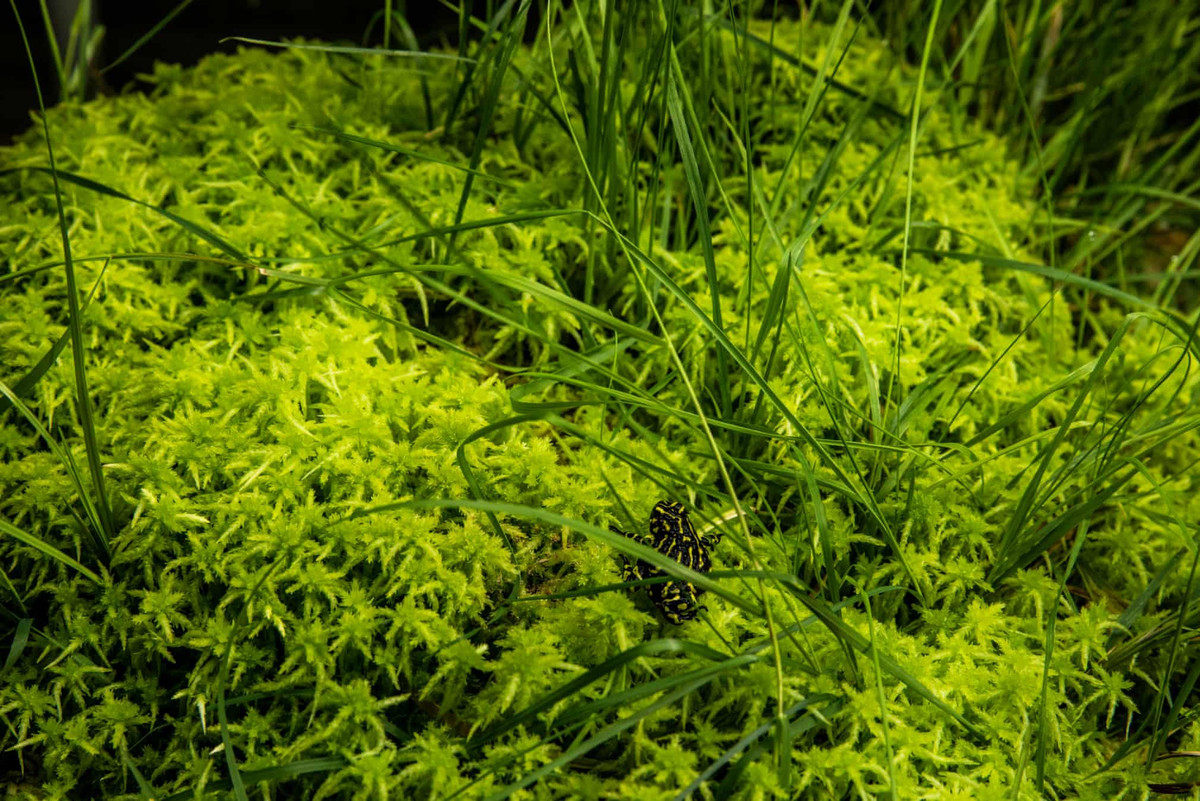 Đốm đen với những vện vàng lọt thỏm trong hình là ếch corroboree - loài có nguy cơ tuyệt chủng cao nhất Australia. Những vụ cháy rừng thời điểm 2019-2020 đã ảnh hưởng nghiêm trọng đến môi trường sống của chúng.