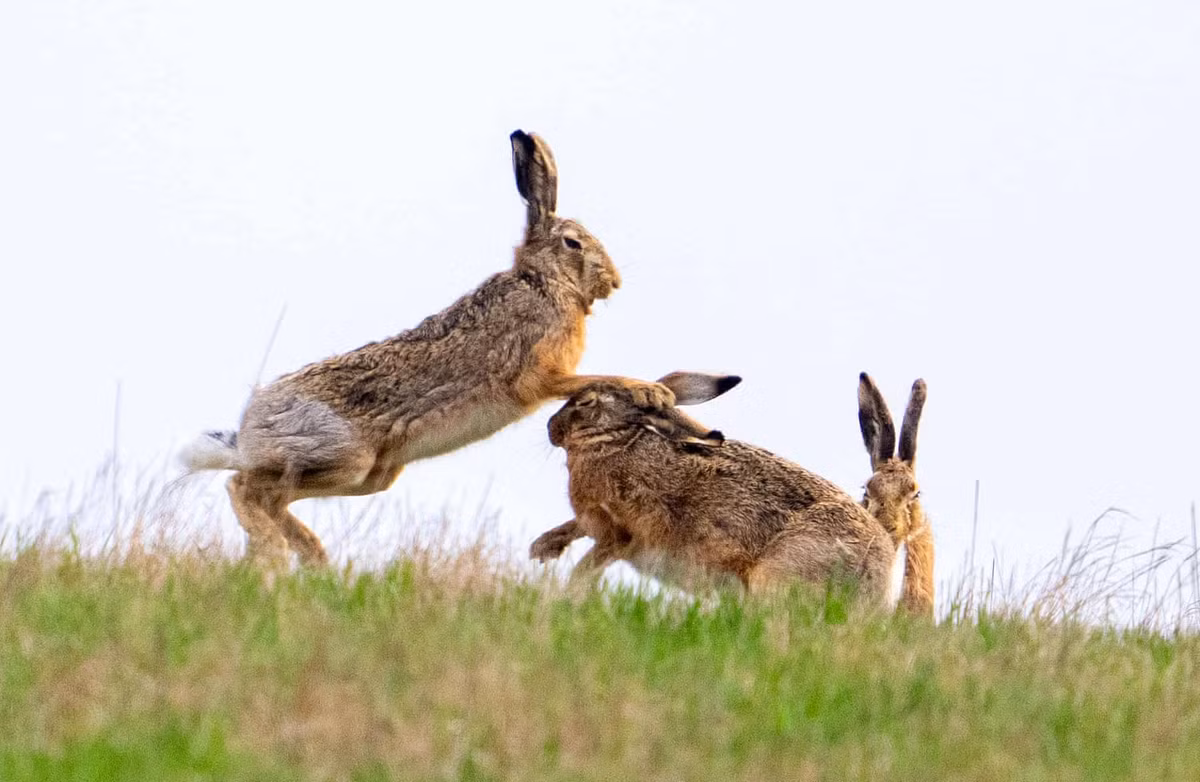 Những con thỏ rừng trên một cánh đồng ở Niederleis (Áo).