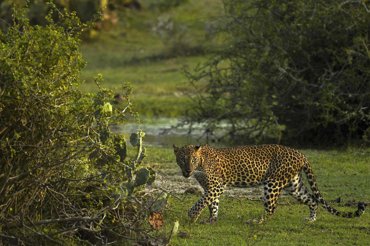 Một con báo tại Vườn quốc gia Yala, cách thủ đô Colombo, Sri Lanka khoảng 250 km về phía tây nam.