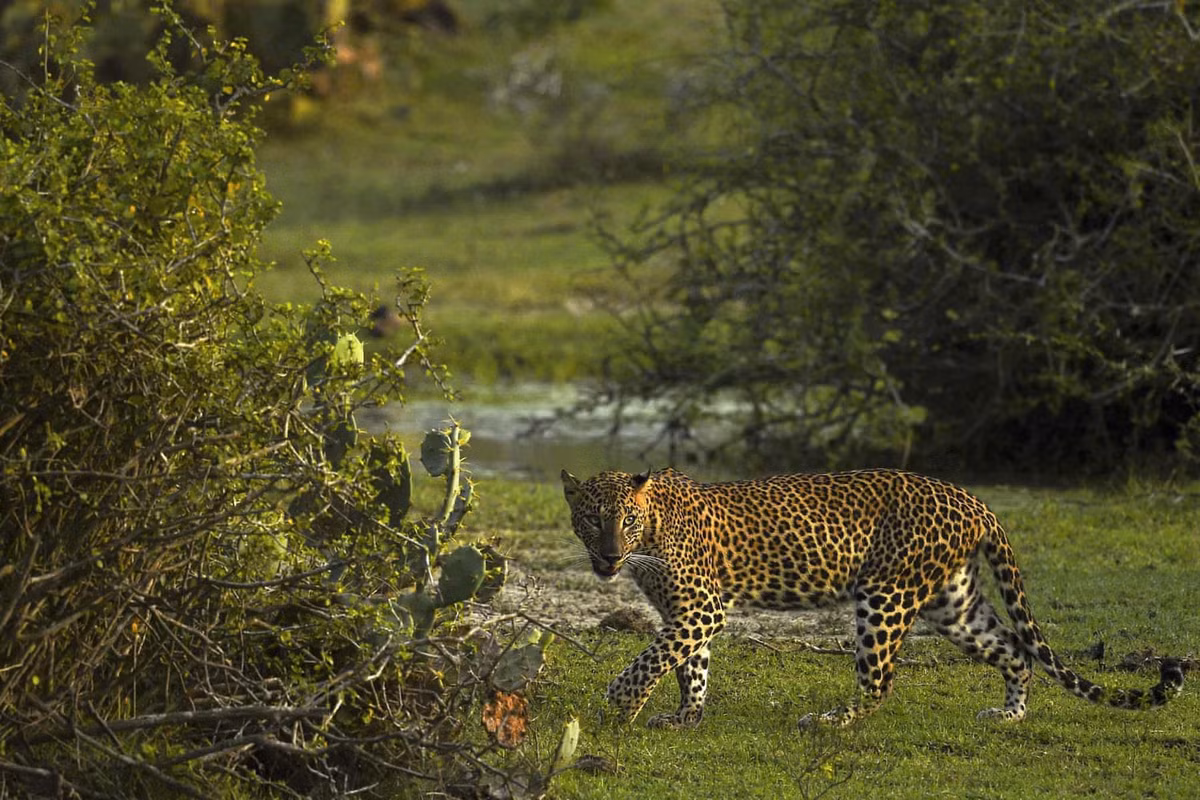 Một con báo tại Vườn quốc gia Yala, cách thủ đô Colombo, Sri Lanka khoảng 250 km về phía tây nam.
