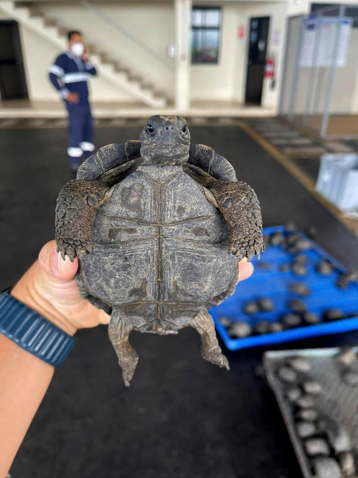 Một trong số 185 con rùa Galápagos (hay rùa khổng lồ Galápagos) được thu giữ tại Puerto Ayora, Galapagos, Ecuador. Chúng bị cho vào vali để đem đi buôn lậu.