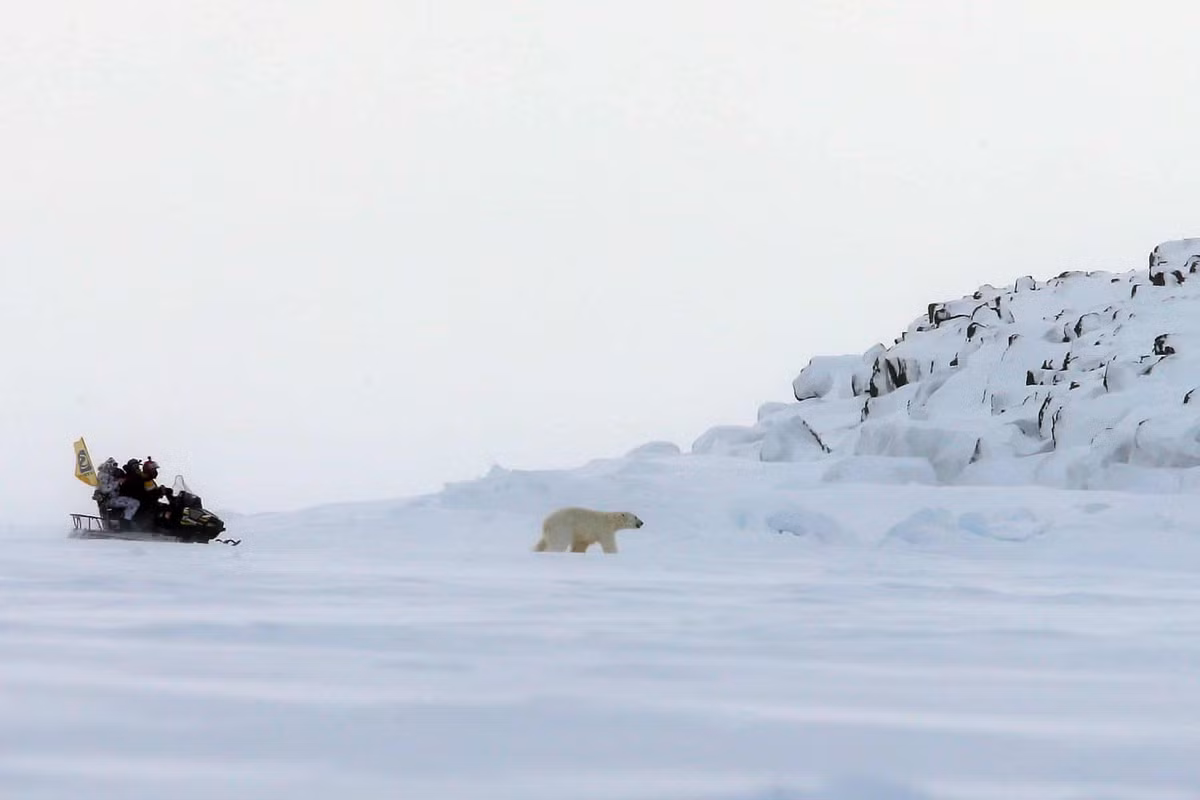 Các nhà khoa học đang theo dấu một con gấu Bắc Cực ở Bắc Băng Dương trong chuyến thám hiểm Umka 2021 do Hiệp hội Địa lý Nga tổ chức. Chuyến thám hiểm này được tổ chức để giám sát quần thể gấu Bắc Cực và đánh giá tác động của biến đổi khí hậu.