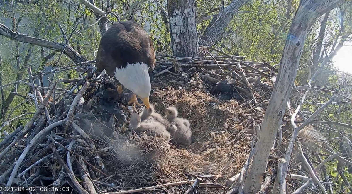 Đại bàng hói hay đại bàng đầu trắng được xem là biểu tượng nước Mỹ. Con đại bàng trong hình tên Liberty (22 tuổi), làm tổ tại California (Mỹ). Một tổ chức cộng đồng về đại bàng đã lắp camera và phát trực tiếp cảnh Liberty chăm những đứa con của mình.