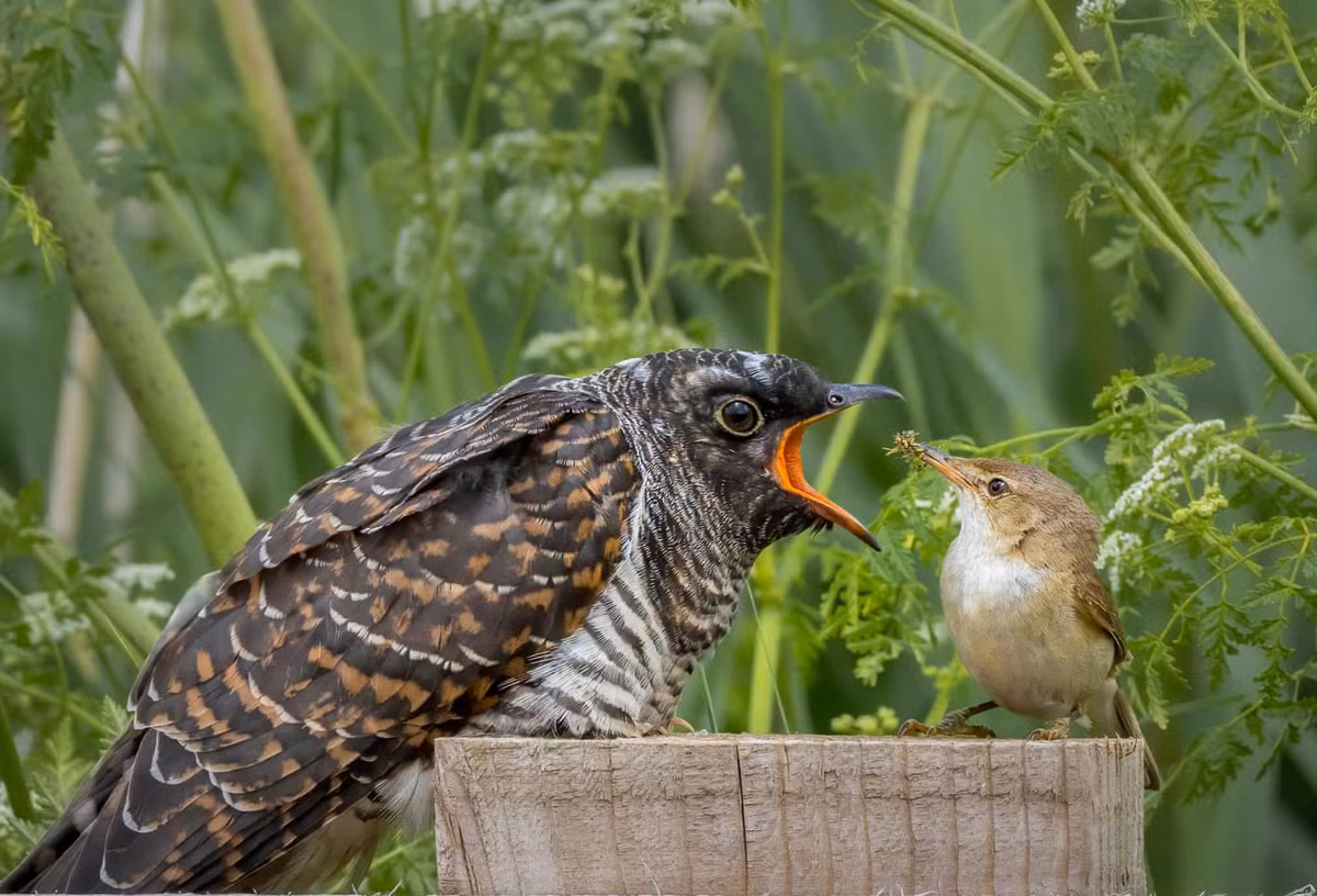 Con chích sậy (phải) đang mớm cho con chim tu hú ăn. Dù không cùng loài, cảnh tượng kỳ lạ này vẫn xảy ra. Lý do là chim tu hú hay đẻ trứng vào tổ các loài chim khác. Người ta thường gọi những con tu hú non là "cơn ác mộng" cho các bà mẹ "hờ".