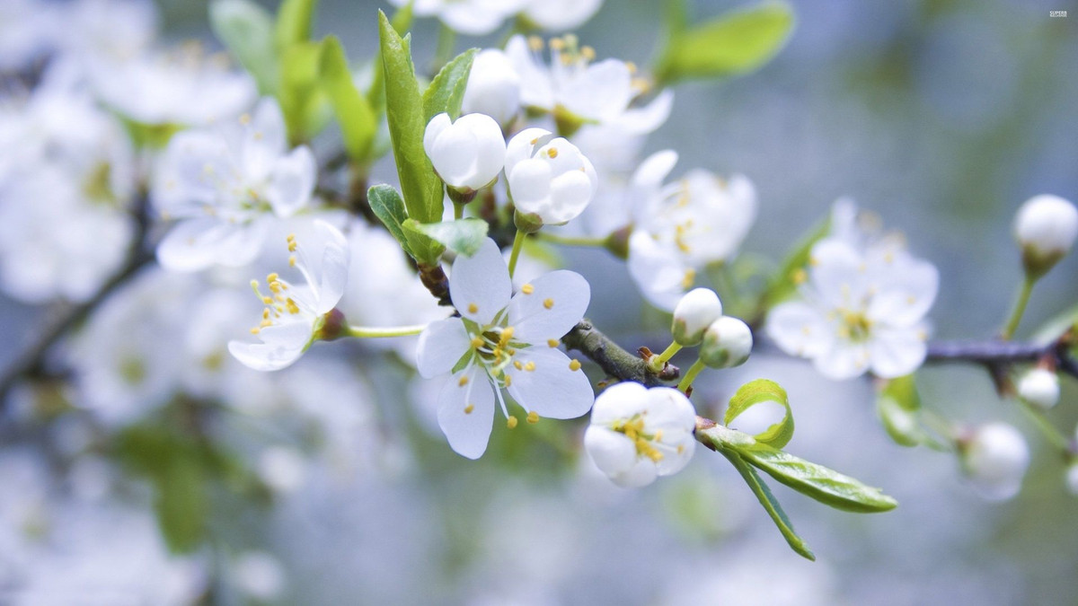 Người sinh vào 3 tháng Âm lịch này, được quý nhân che chở, hậu vận giàu sang - Hình 3 Nguoi sinh vao 3 thang Am lich nay, duoc quy nhan che cho, hau van giau sang-Hinh-3