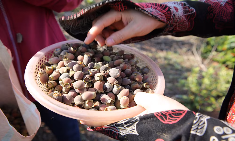 Qua dai tim day doi, bat ngo dat gia vi quy ong san lung-Hinh-4