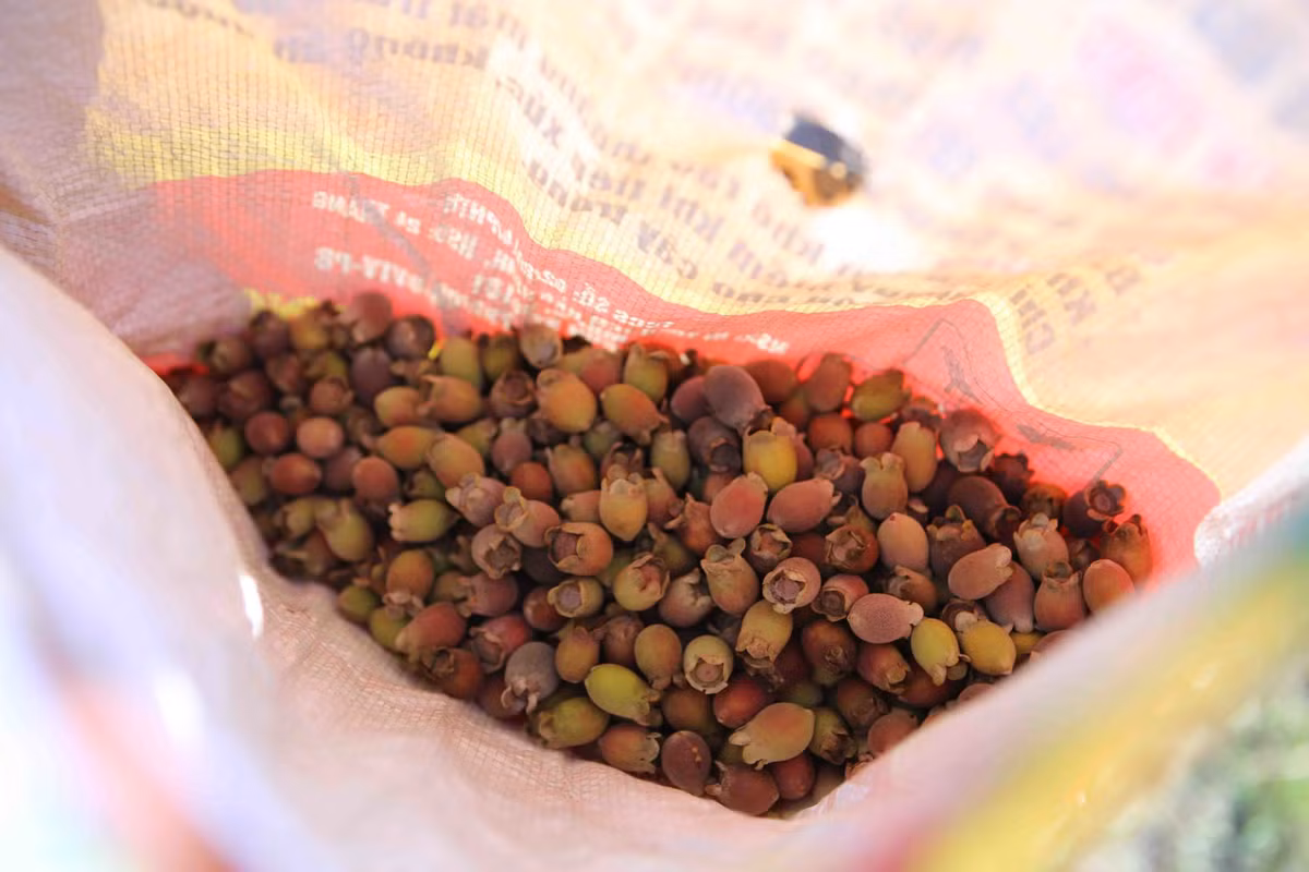 Qua dai tim day doi, bat ngo dat gia vi quy ong san lung-Hinh-9