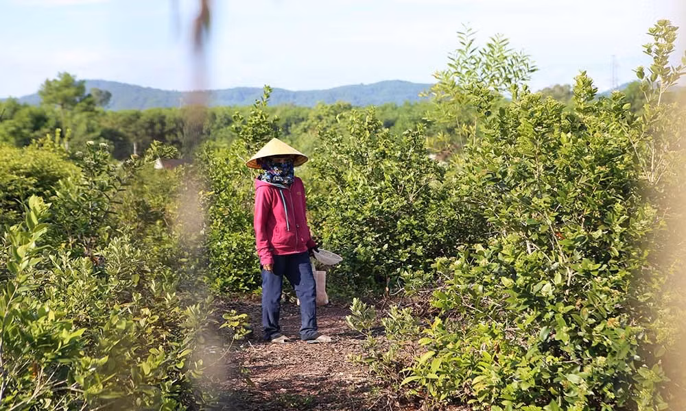 Qua dai tim day doi, bat ngo dat gia vi quy ong san lung-Hinh-2