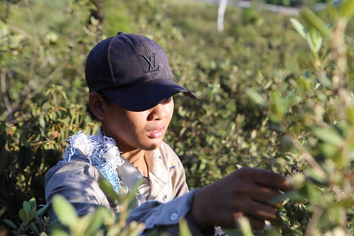 Qua dai tim day doi, bat ngo dat gia vi quy ong san lung-Hinh-5