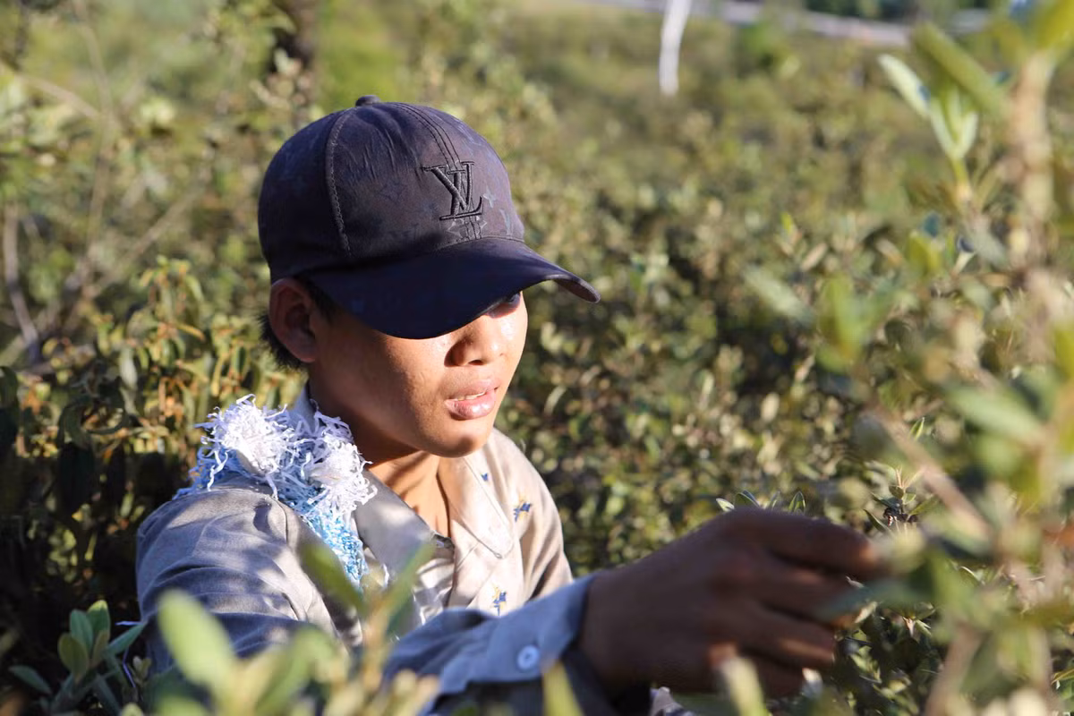 Qua dai tim day doi, bat ngo dat gia vi quy ong san lung-Hinh-5