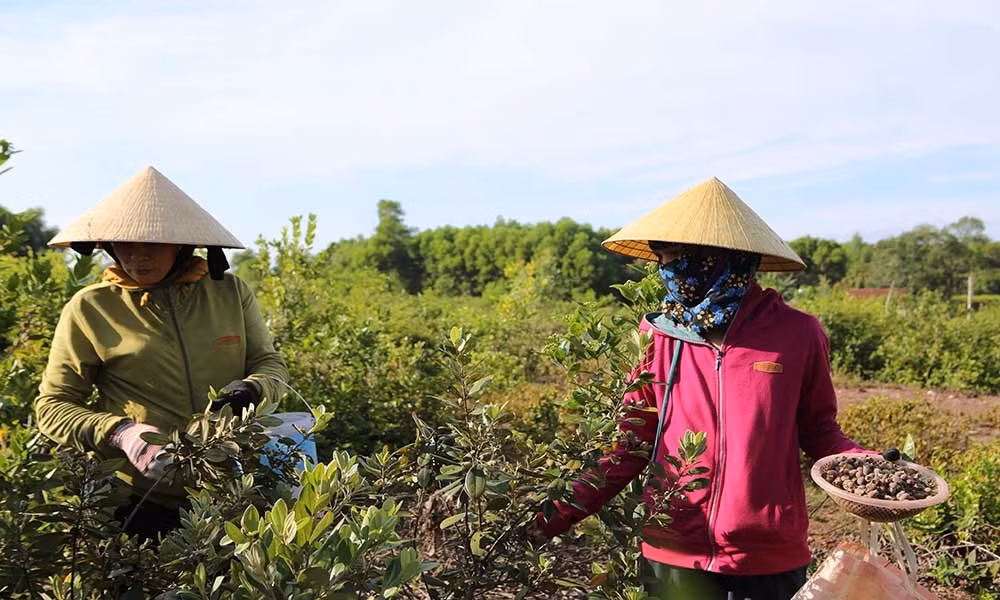 Qua dai tim day doi, bat ngo dat gia vi quy ong san lung-Hinh-3