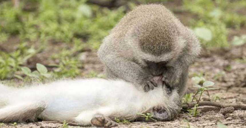 Khi so cuu, ho hap nhan tao de cuu dong loai bi tai nan