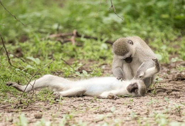 Khi so cuu, ho hap nhan tao de cuu dong loai bi tai nan-Hinh-2