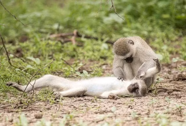 Khi so cuu, ho hap nhan tao de cuu dong loai bi tai nan-Hinh-2