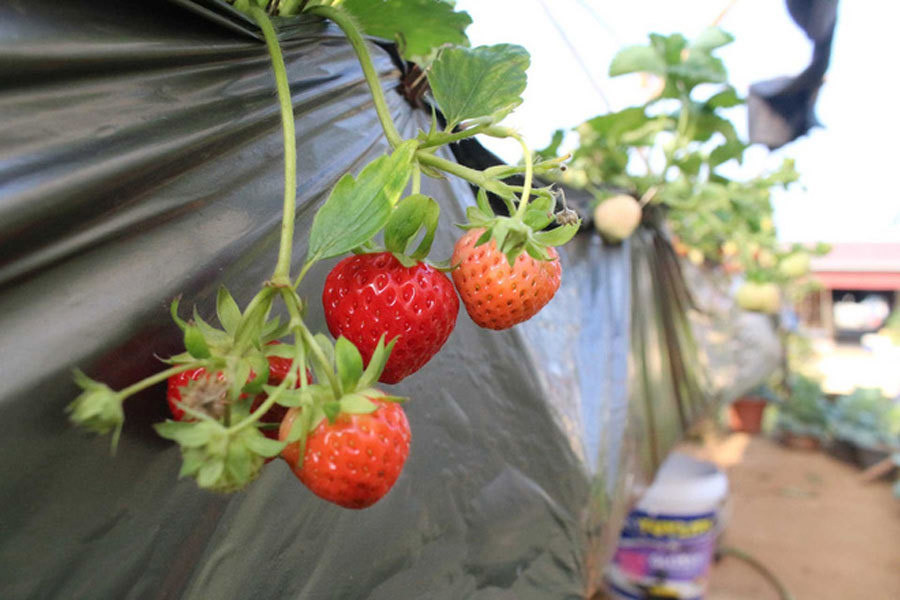 Trong dau tren san thuong, nam sinh 17 tuoi kiem hang chuc trieu dong-Hinh-2