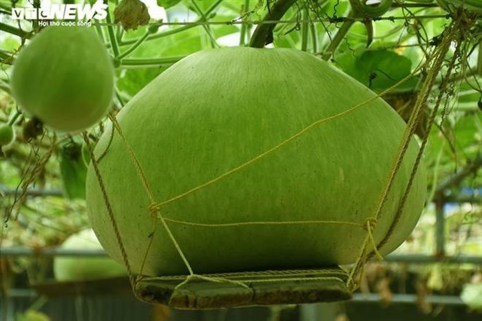 Giong bau ky la o Hai Phong, moc o ngoai dao, tron nang 15 kg