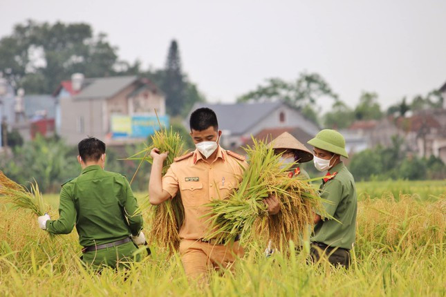 Lực lượng công an hỗ trợ bà con Bắc Giang thu hoạch lúa - Hình 4 Luc luong cong an ho tro ba con Bac Giang thu hoach lua-Hinh-4