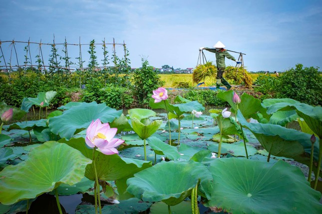 Lực lượng công an hỗ trợ bà con Bắc Giang thu hoạch lúa - Hình 7 Luc luong cong an ho tro ba con Bac Giang thu hoach lua-Hinh-7