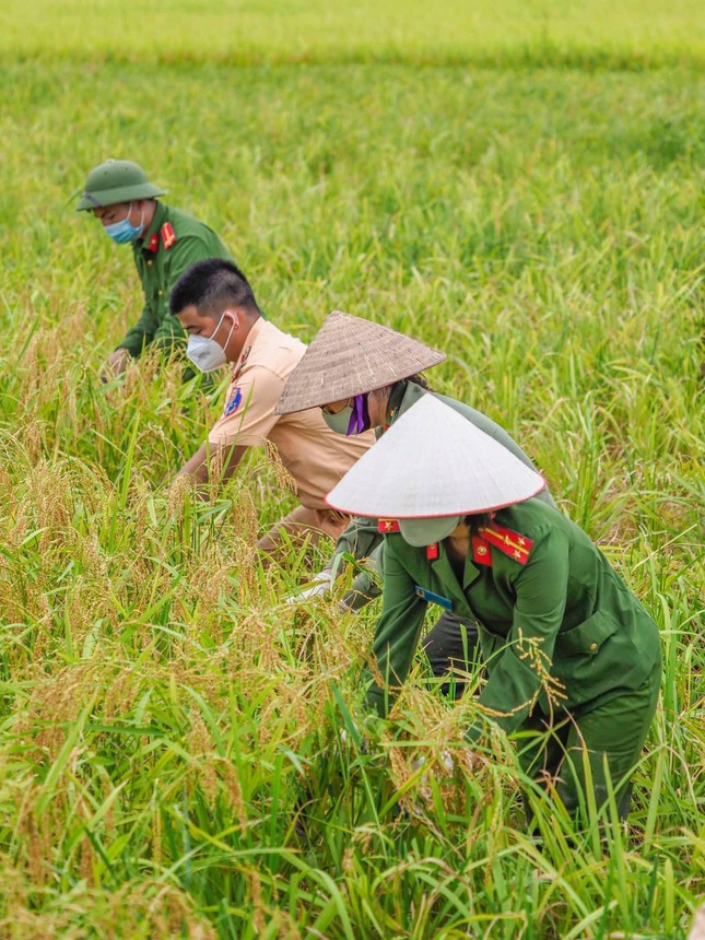 Lực lượng công an hỗ trợ bà con Bắc Giang thu hoạch lúa - Hình 2 Luc luong cong an ho tro ba con Bac Giang thu hoach lua-Hinh-2
