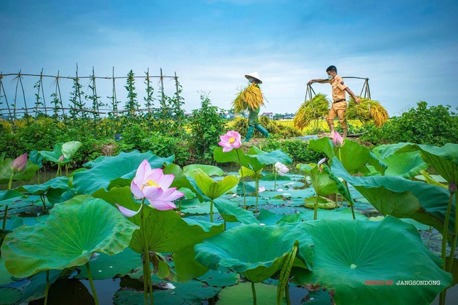 Lực lượng công an hỗ trợ bà con Bắc Giang thu hoạch lúa - Hình 6 Luc luong cong an ho tro ba con Bac Giang thu hoach lua-Hinh-6