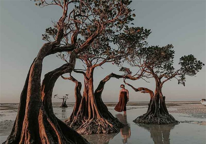 Họ hy vọng có thể chụp được một bức ảnh hoàn hảo về rừng ngập mặn. Khi xem qua những tác phẩm của họ, bạn sẽ dễ dàng hiểu được tại sao người ta ví những cây đước ở đây biết “nhảy múa”. 