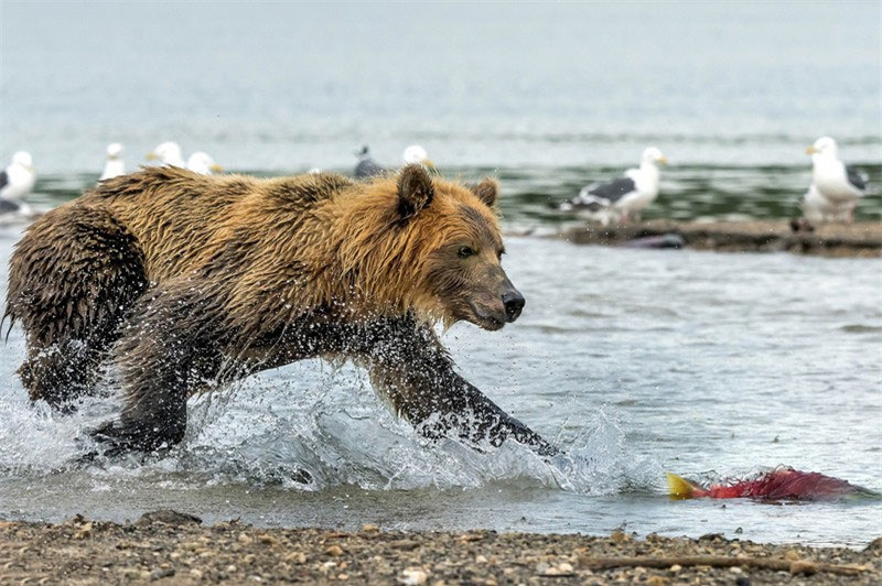 Không quá khó khăn để gấu nâu bắt được cá hồi.