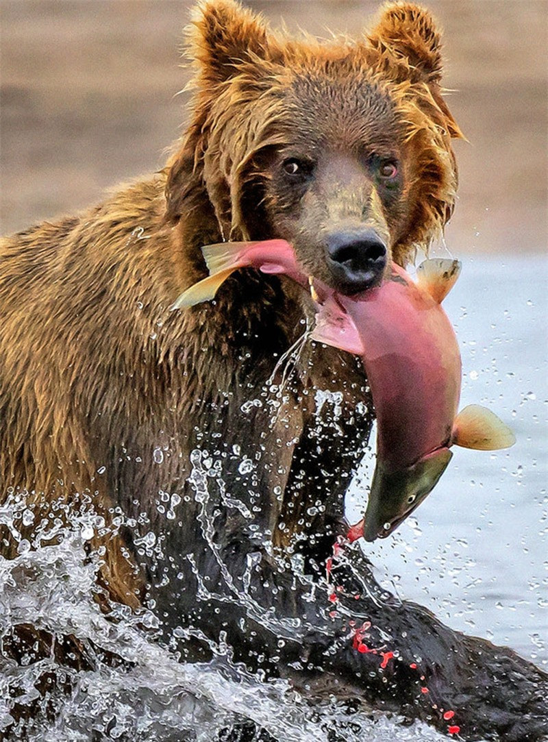 Vẻ mặt gấu nâu khá sợ hãi khi bị nhiếp ảnh gia chụp ảnh.