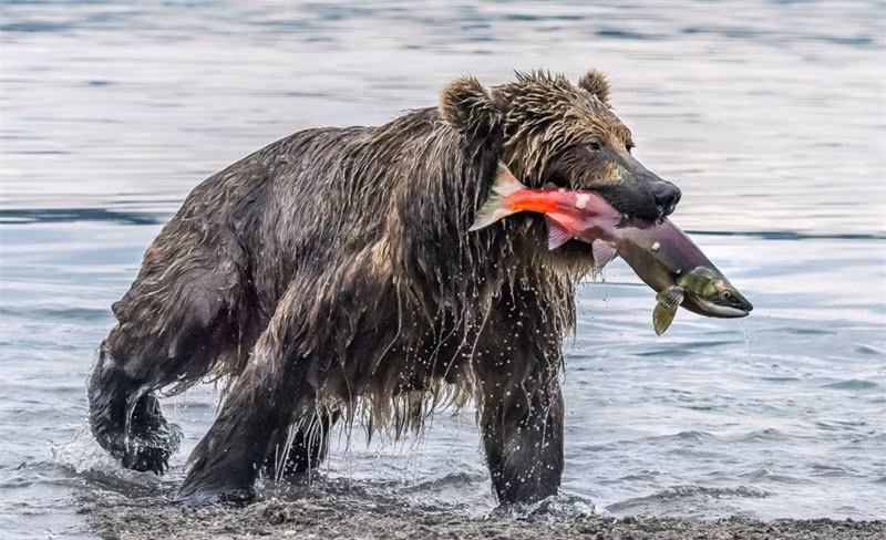 Đánh chén được 1 con cá hồi béo bở, gấu nâu tha con mồi còn lại lên bờ.
