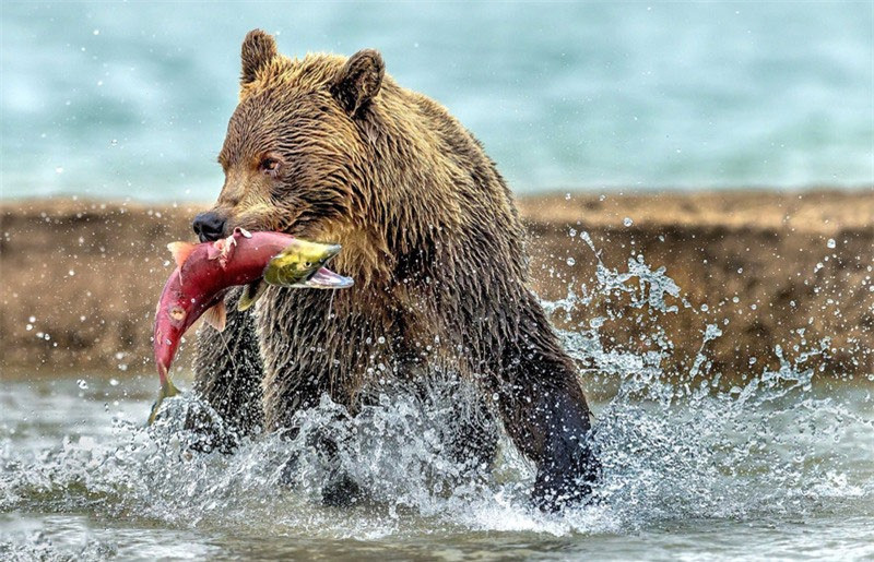 Cá hồi chính là món ăn khoái khẩu của gấu nâu.
