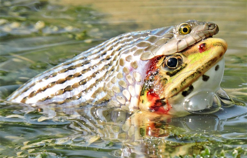 Trong quá trình nuốt ễnh ương, con rắn nước đã tạo ra hình ảnh khá hài hước giống hệt con rắn hai đầu.