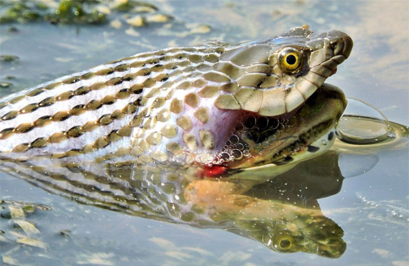 Rắn nước há miệng lớn, vật lộn mãi vẫn chưa thể nuốt trôi chú ễnh ương bướng bỉnh.