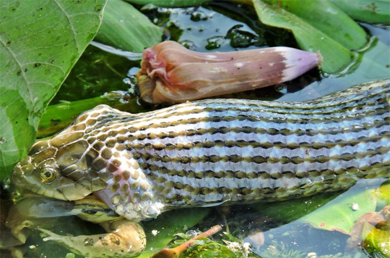 uả thật, đây là miếng mồi khó nuốt dành cho con rắn tham ăn. 