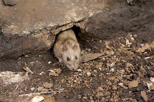 Kha nang ky la du bao dong dat cua dong vat-Hinh-2