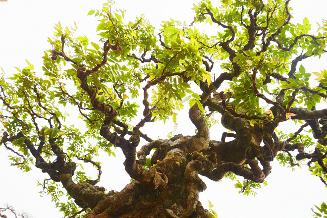 Cay khe co dang khung, dai gia tra 6 ty chu nhan khong ban-Hinh-3